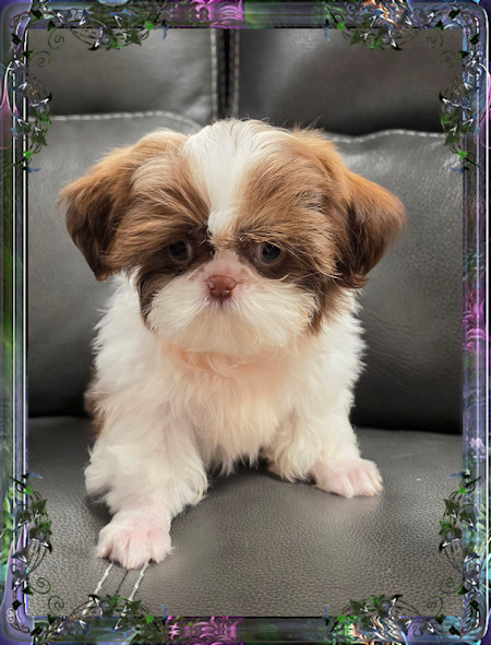 Tiny little male chinese imperial shih tzu puppies for sale teacup